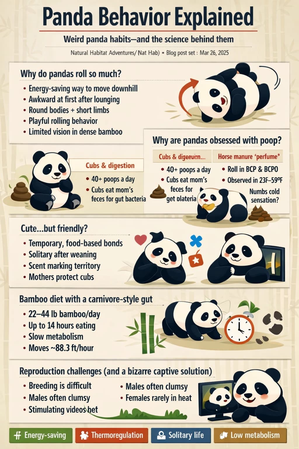 Panda habits infographic